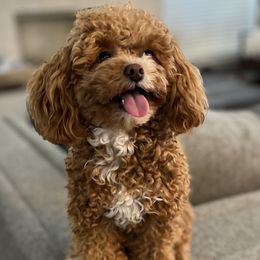 Knox - Goldendoodle