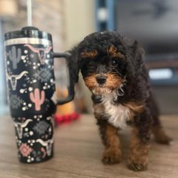 Barney - Black and tan male Cavapoo puppy in Sun City, Arizona from AZ Cavapoos