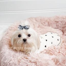 Luna - White female Maltese puppy in Tampa, Florida from Petite Pawz