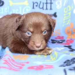 Resolution - Red tri-color male Australian Shepherd puppy in Squaw Valley, California from A&M Australian Shepherds