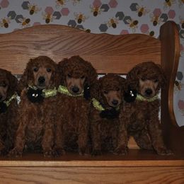 Poodle Puppies from Noblelee Kennel