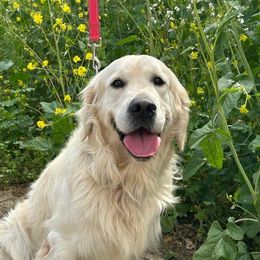 Penny - Light golden female Golden Retriever puppy in Philadelphia, Pennsylvania from Prim Family Goldens