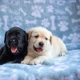 Doberman Pinscher and Labrador Retriever Puppies from Elevage Labrador Retrievers & Dalla Grazia Doberman
