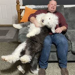 Old English Sheepdog Puppies from Heavinly Blessings Farm Pups - Old English Sheepdog Puppies