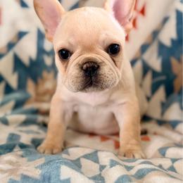 Nala - Cream female French Bulldog puppy in Washington, Pennsylvania from Crooked Pine French Bulldogs