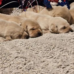 Girl 3 - Labrador Retriever puppy from Whistling Wings Retrievers, LLC.
