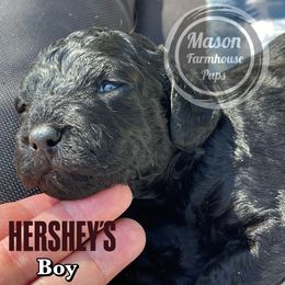 Cockapoo and Goldendoodle Puppies from Mason Farmhouse Poodles, Doodles & Poos