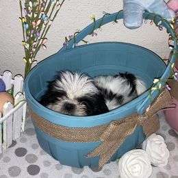 Shih Tzu Puppies from Little Lions West
