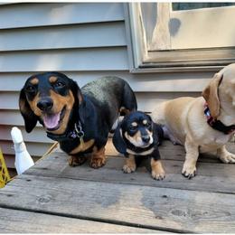 Duke - Dachshund