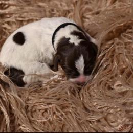 Rubble- Black Collar - Brown and gray male Wirehaired Pointing Griffon puppy in Menan, Idaho from Star•CH Wirehaired Pointing Griffons