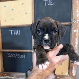 Max - Brindle male Boxer puppy in Rochester, Washington from Holly's Boxers of Rochester