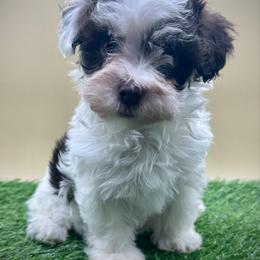 Portia - Chocolate female Havanese puppy in Hendersonville, North Carolina from Kim's Cove Dog Co.