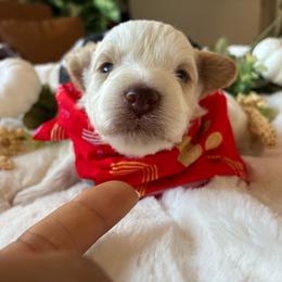 Aspen - Parti male Miniature Schnauzer puppy in Menifee, California from Moonshine’s Minis