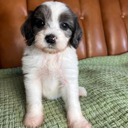 Merle parti - Merle male Goldendoodle puppy in Ottawa, Ohio from Simply Beautiful Goldendoodles