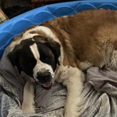 Aussiedoodles and Saint Berdoodles from Whispering Valley Doodles and More