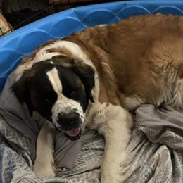 Aussiedoodles and Saint Berdoodles from Whispering Valley Doodles and More