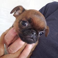 Toby - Red male Brussels Griffon puppy in Nc, Florida from Brusseluv2