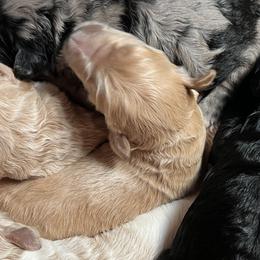 Girl 5 - Apricot female Goldendoodle puppy in Placerville, California from New Dawn Poodles and Doodles