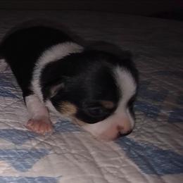 Black with white and tan markings - Merle female Chihuahua puppy in Knoxville, Tennessee from Turners Chihuahua