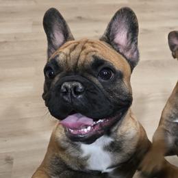 French Bulldogs and Shih Tzus from ZiaLine French Bulldogs