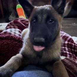 Belgian Malinois Puppies from MonStar Malinois