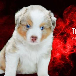 Traveler - Red merle male Australian Shepherd puppy in Ranger, Texas from Outback Mini Aussies
