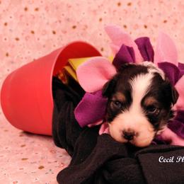 Australian Shepherd Puppies from Dovehawk Australian Shepherds