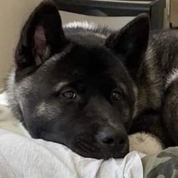 Akita Puppies from Ishikawa Akita's