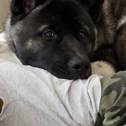 Akita Puppies from Ishikawa Akita's