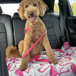 Goldendoodle All Grown Up from Smoodles