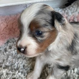 Miniature Australian Shepherds from 509 Aussies