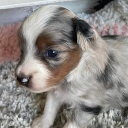 Miniature Australian Shepherds from 509 Aussies