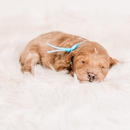 Teddy - Red  male Goldendoodle puppy in Lima, Ohio from Hommel’s Mini Darling Doodles