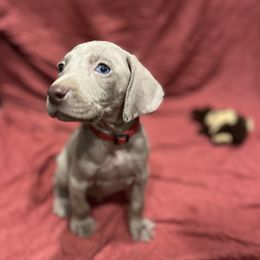 Boy 2 - Silver gray male Weimaraner puppy in Payson, Arizona from Desert skyes weims