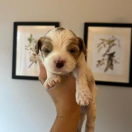 Chestnut - Blenheim male Cavapoo puppy in Bloomfield, New York from Campbell Cavapoos
