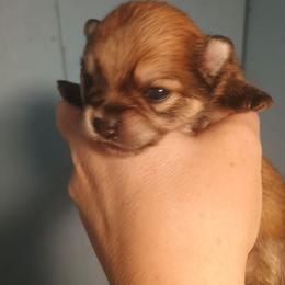 Tiny sable female - Orange parti female Pomeranian puppy in Parthenon, Arkansas from Michelle's Poms