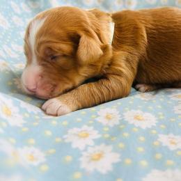 Teal collar - Apricot male Goldendoodle puppy in Denison, Iowa from Violet View Iowa Goldendoodles