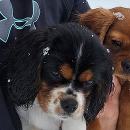 Cavalier King Charles Spaniels from Sunny Valley Cavaliers