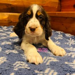 BG2 - Liver white and tan female English Springer Spaniel puppy in Britton, South Dakota from K&S Canines