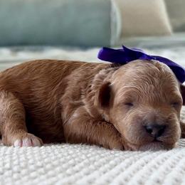 Everest - Red  female Goldendoodle puppy in Idabel, Oklahoma from Kay Kay’s Poodles & Doodles