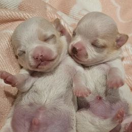 Weston - Cream and white male Chihuahua puppy in Joliet, Illinois from Chihuahua and frenchie favs