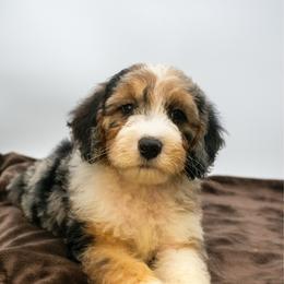 Neptune - Phantom male Goldendoodle puppy in Lafayette, Alabama from Sweethaven Kennels