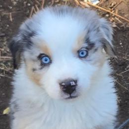 Harley - Blue merle male Miniature Australian Shepherd puppy in Crestline, California from Haugen's Minis
