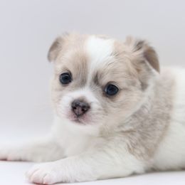 Levi - Merle male Chihuahua puppy in Tulsa, Oklahoma from H-3 Chihuahuas