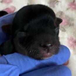 Ozzie - Black and tan male Yorkshire Terrier puppy in Clarksville, Arkansas from K's Luxurious Yorkies
