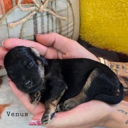 Venus - Black tri-color female Aussiedoodle puppy in Prescott Valley, Arizona from Ramirez Family Doodles