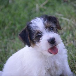 Girl 4-on hold - White and tan female Russell Terrier puppy in Oklahoma from Elite Russell Terriers