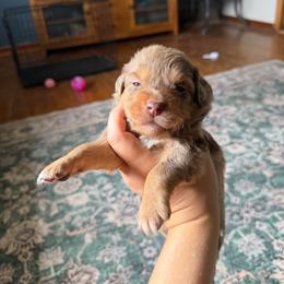 Sundance - Red merle male Miniature Australian Shepherd puppy in Ellendale, North Dakota from Ark Acres Kennels