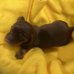 Baby Archie - Chocolate and tan Dachshund puppy in Windsor, New York from Sweeney’s Weenie Dogs