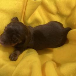 Baby Archie - Chocolate and tan Dachshund puppy in Windsor, New York from Sweeney’s Weenie Dogs